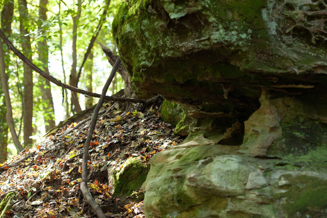 weft fern habitat