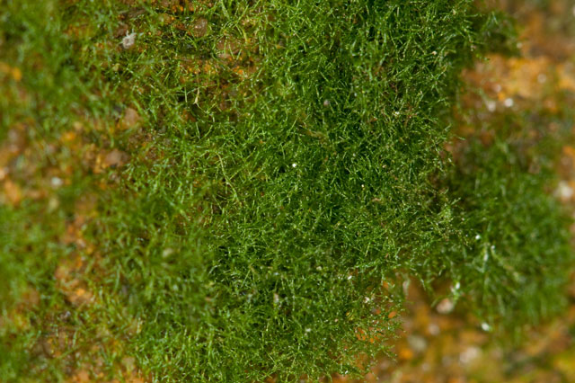 weft fern