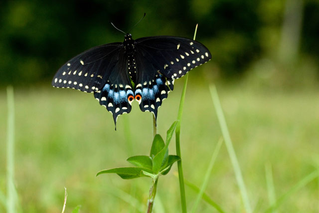 swallowtail on clover