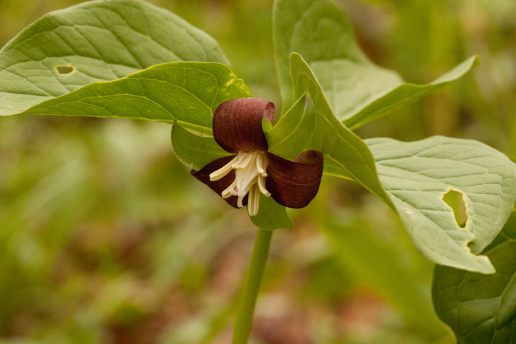 Trillkium flexipes red form