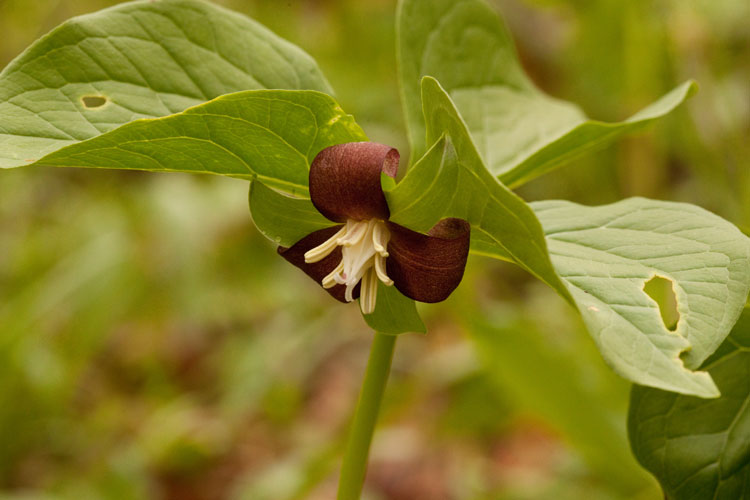 Trillkium flexipes red form