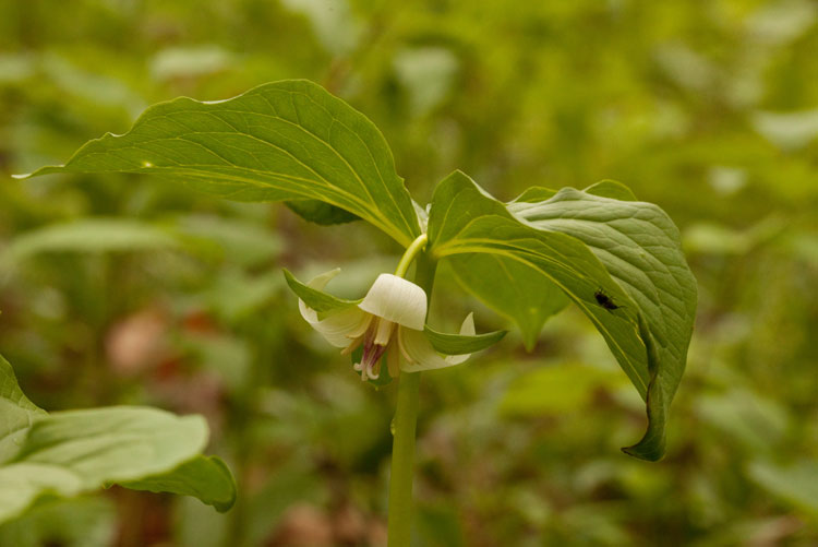 Trillium flexipes white form