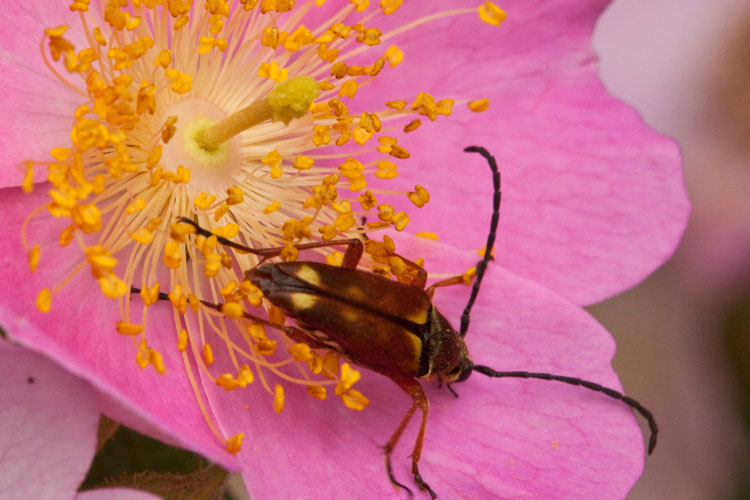 flower longhorn beetle