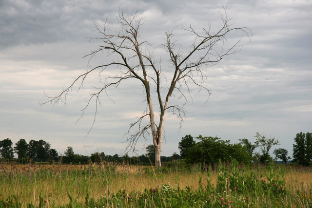 dead elm