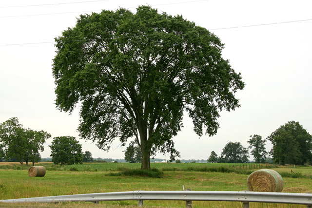 american elm