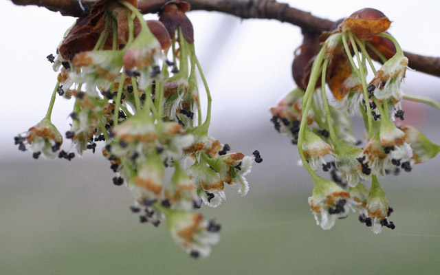 American elm flowers