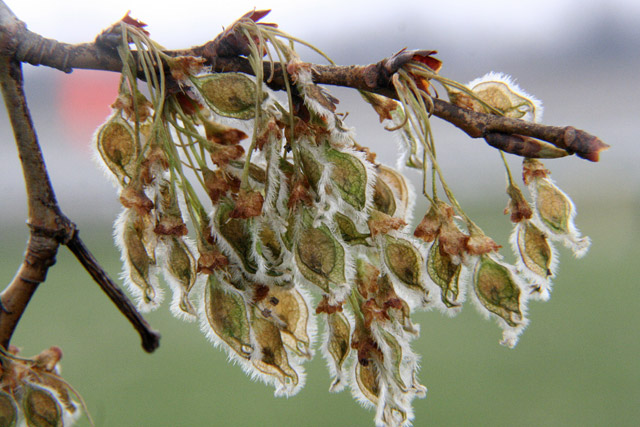 elm frostbitten fruits