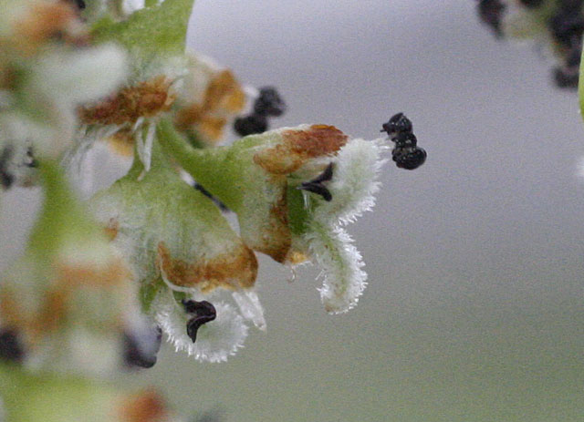 elm flower