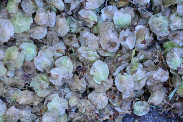 red elm fruits