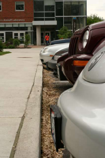 Siberian elm fruit parking lot