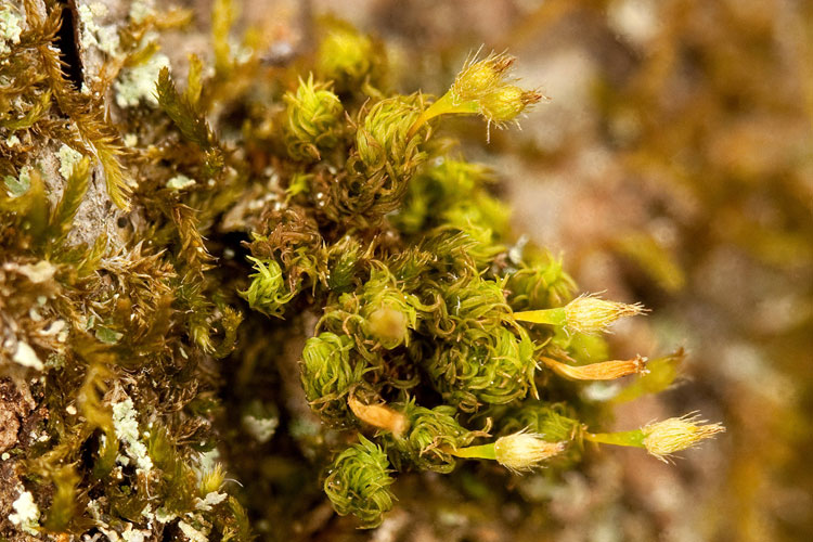 Ulota crispa