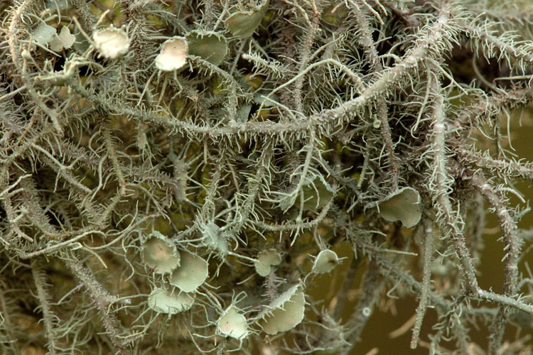 Usnea with apothecia