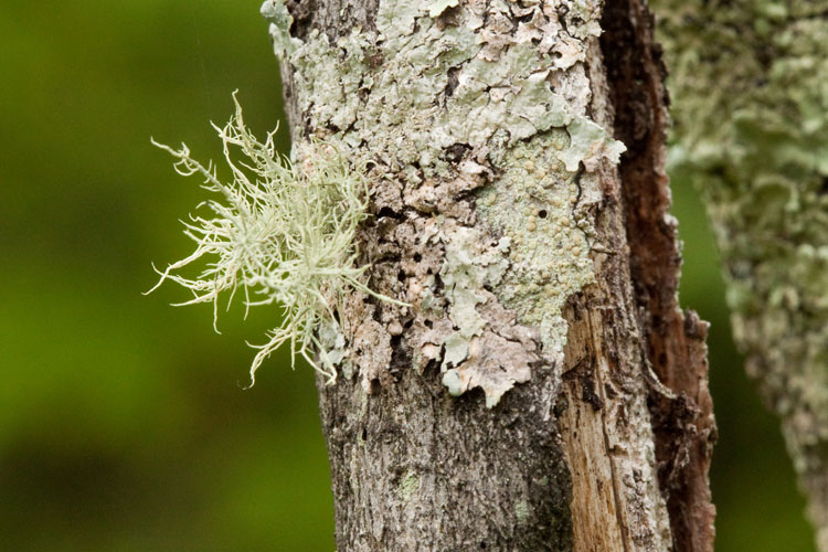 Usnea strigosa