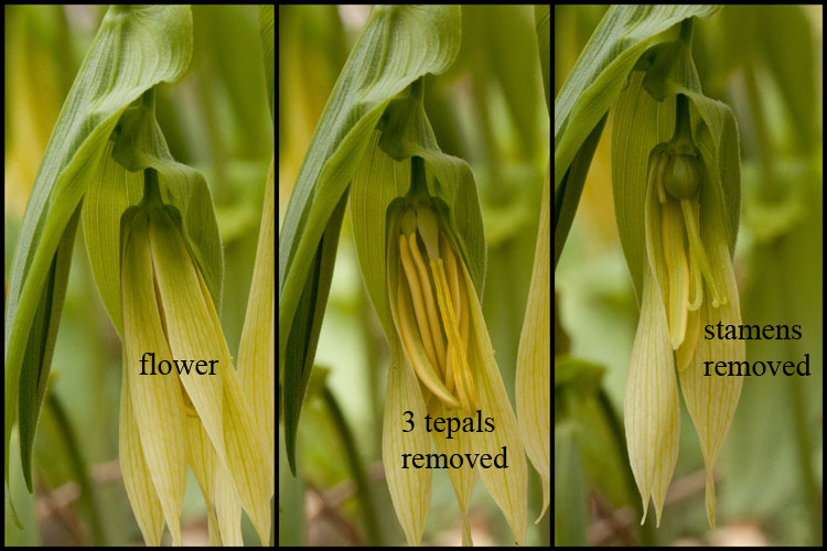 Uvularia flowers