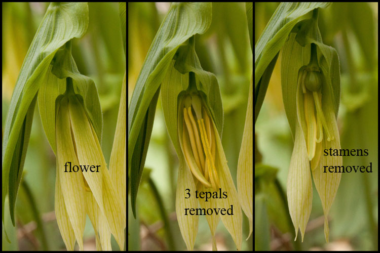 Uvularia flowers