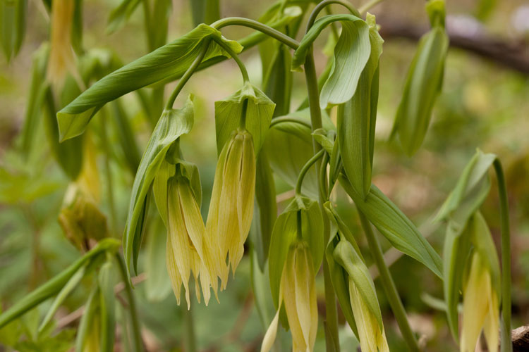 perfoliate-leaved bellwort