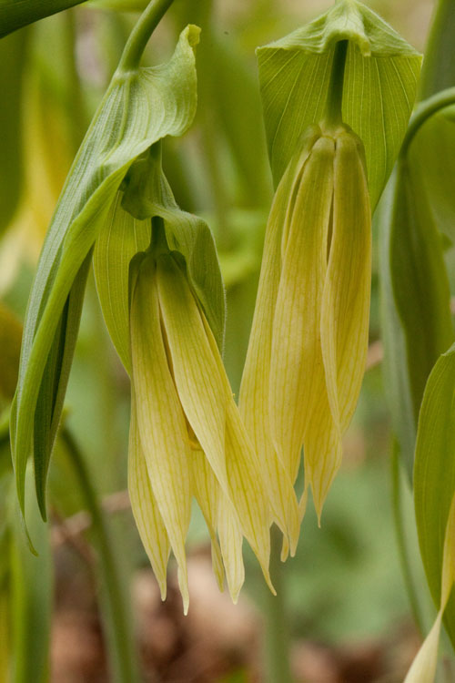 perfoliate bellwort