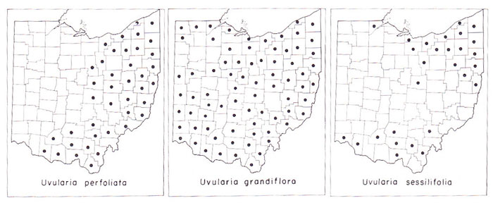 bellwort distribution in Ohio