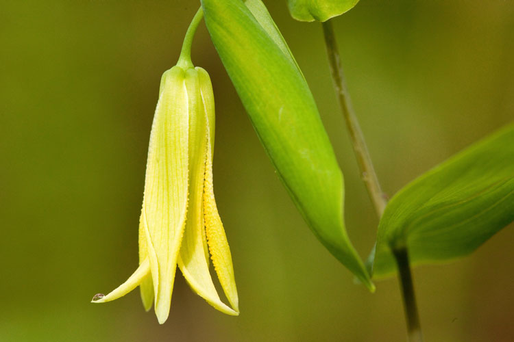 perfoliate bellwort flower