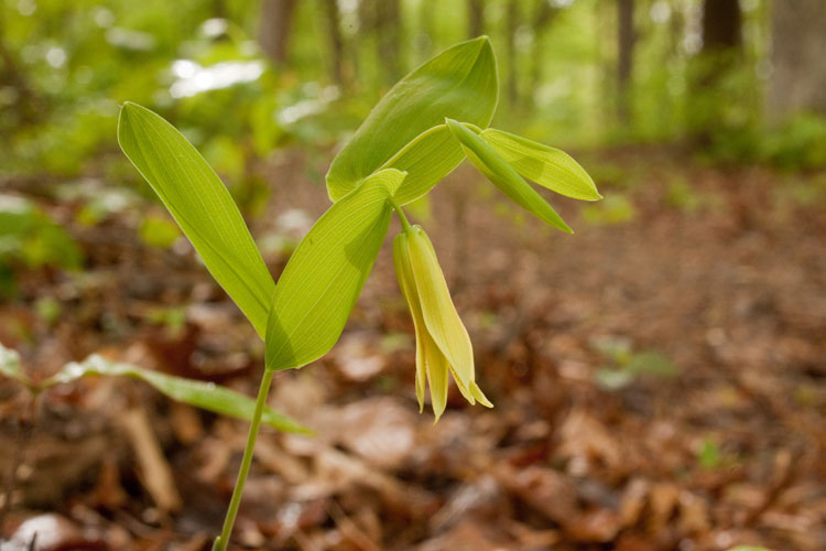 perfoliate bellwort