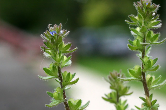 field speedwell closeup