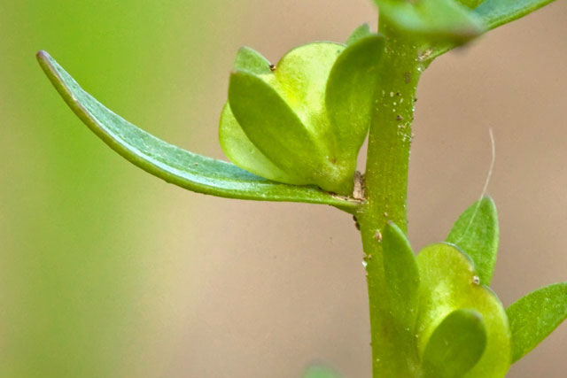 speedwell fruit