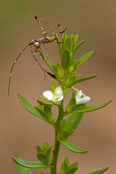 speedwell with insect