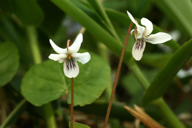 Viola blanda