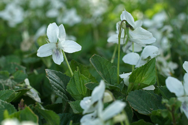 Viola striata