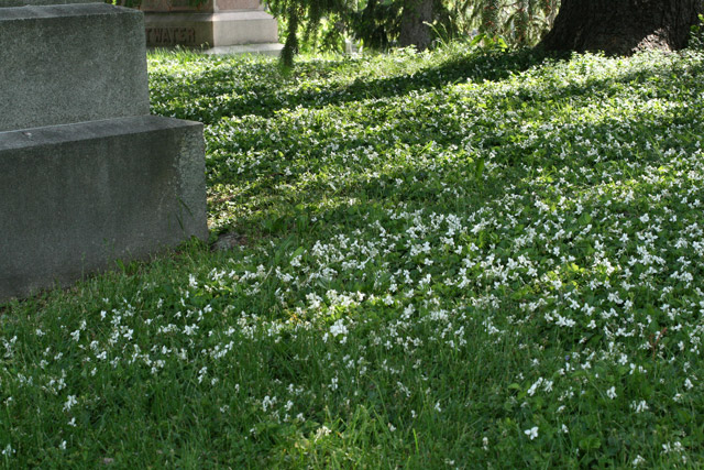 Viola striata