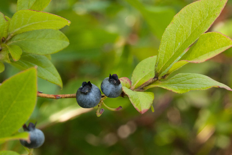 high-bush blueberry