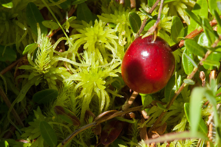 Sphagnum and cranberry