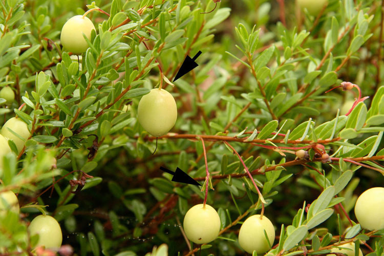 large cranberry