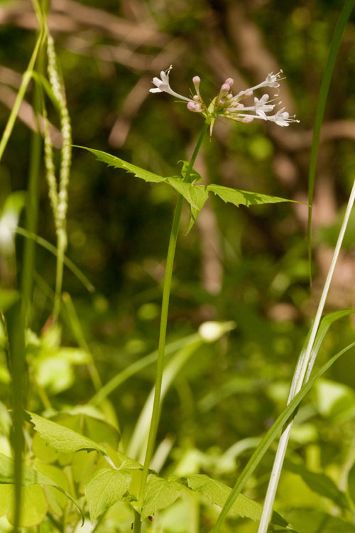 Valeriana pauciflora