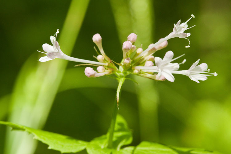 Valeriana pauciflora