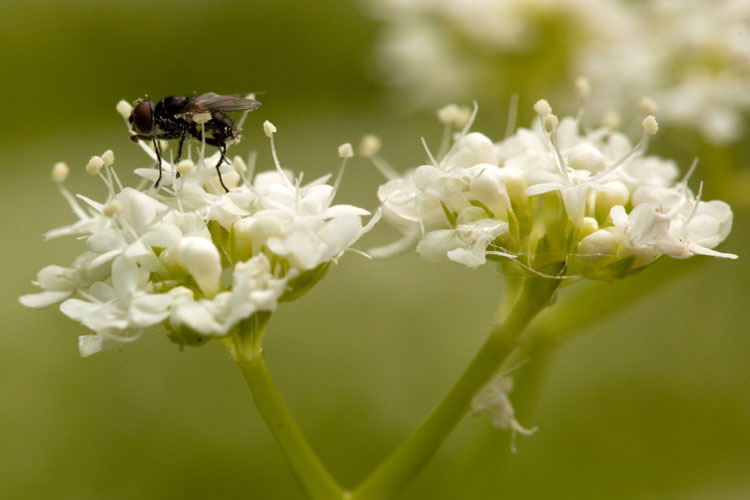 corn-salad with fly