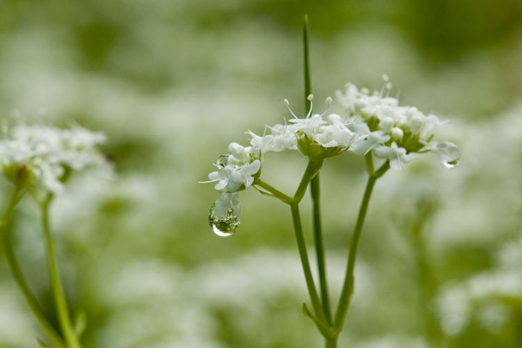 Valerinalla flowers