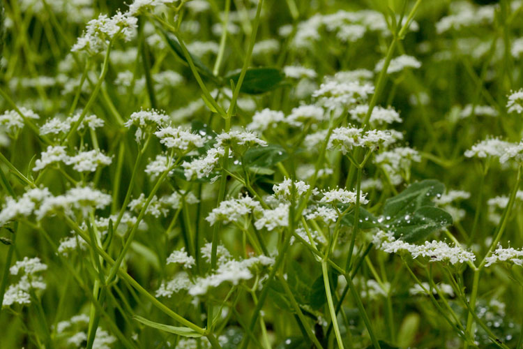 Valerianella umbilicata