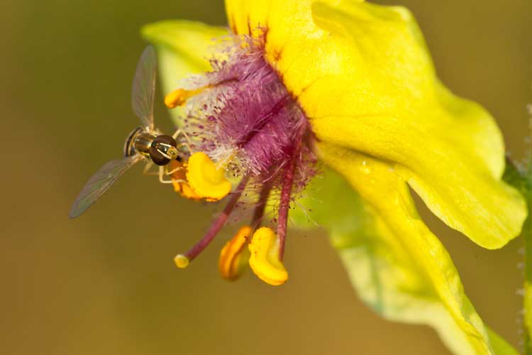 moth mullien with syrphid fly