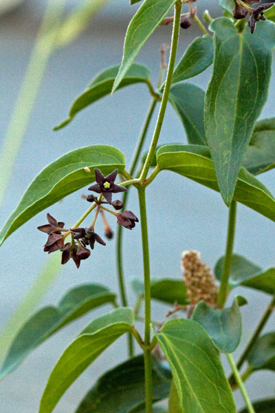 black swallor-wort