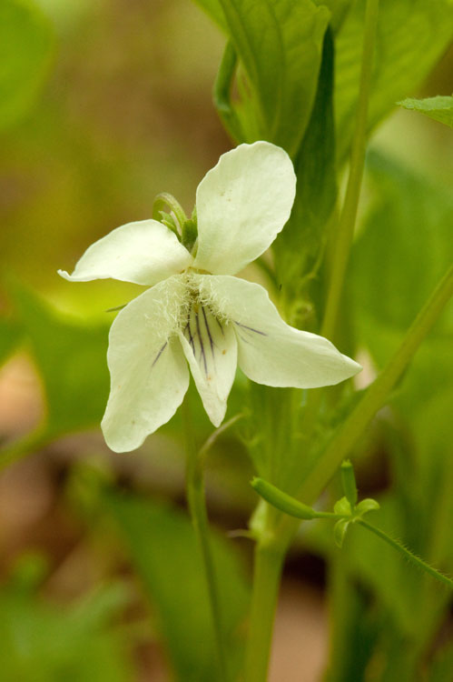 Viola striata