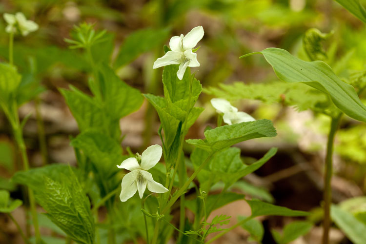 Viola striata