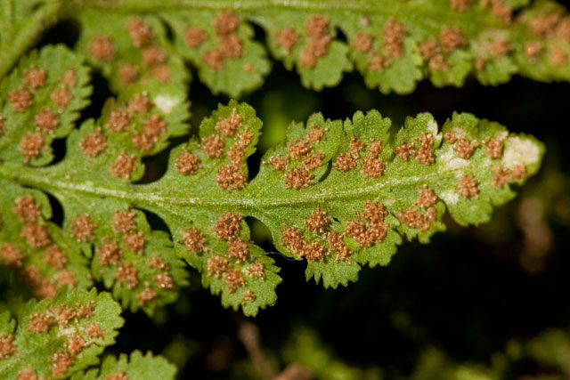 woodsia sori