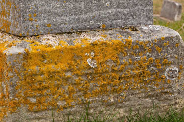 Xanthomendoza fallax habitat