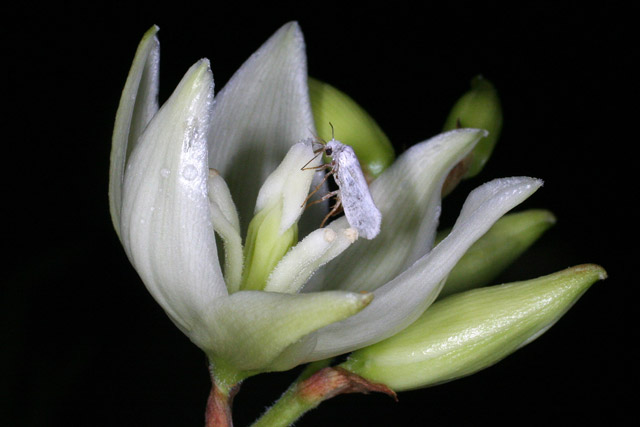 yucca moth pollinating