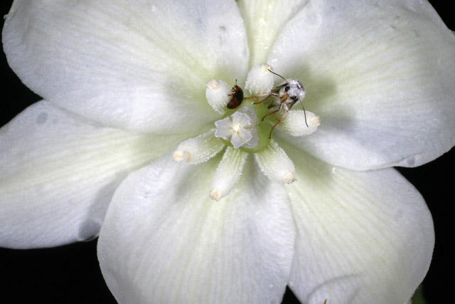 yucca moth ovipositing