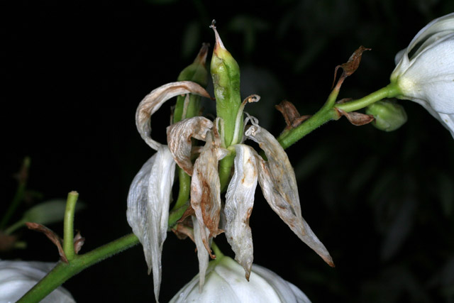 yucca fruit