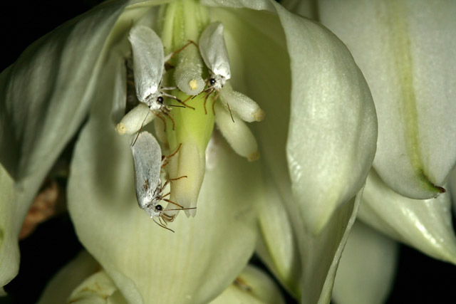 yucca moths