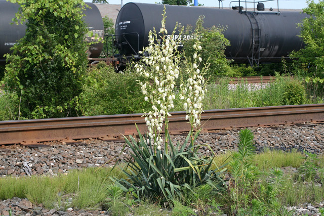 Yucca filamentosa