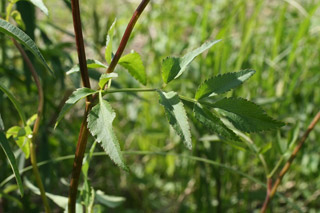Zizia aurea leaf